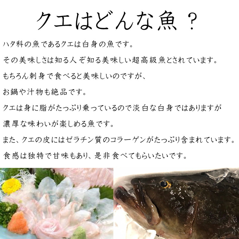 クエ 本 くえ ( 活じめ ・ 養殖 ）約3kg前後 刺身用 【 高級魚・産地直送 】 高級料理店、こだわりの店などでお使いいただいております  【冷蔵便】 : 182112khg : うまいもの市場Yahoo!店 - 通販 - Yahoo!ショッピング