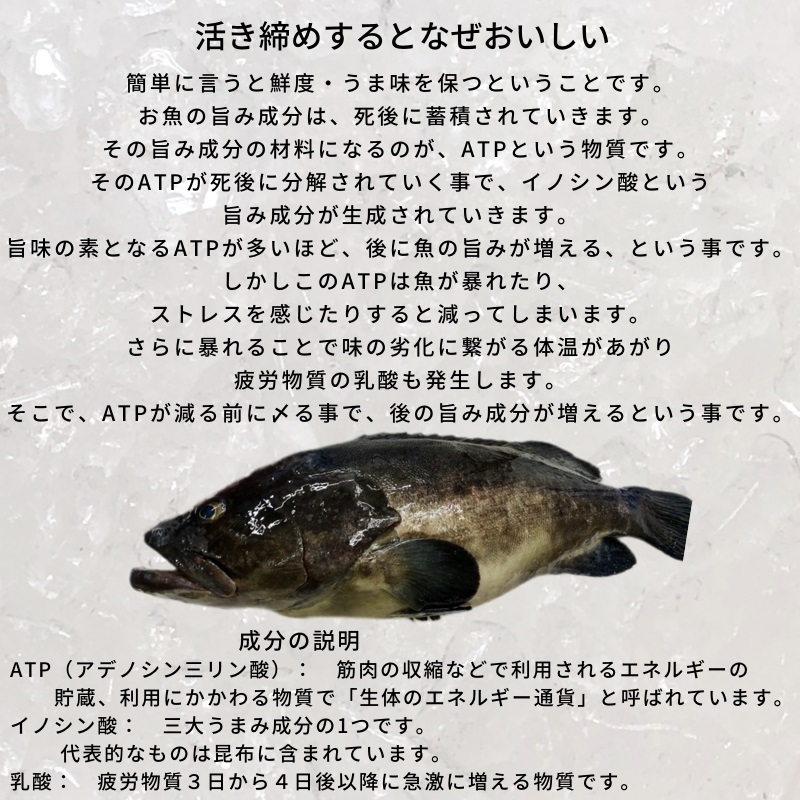 クエ 本 くえ ( 活じめ ・ 養殖 ）約2kg前後 刺身用 【 高級魚・産地直送 】 高級料理店、こだわりの店などでお使いいただいております 【冷蔵便】  :182112khg:うまいもの市場Yahoo!店 - 通販 - Yahoo!ショッピング