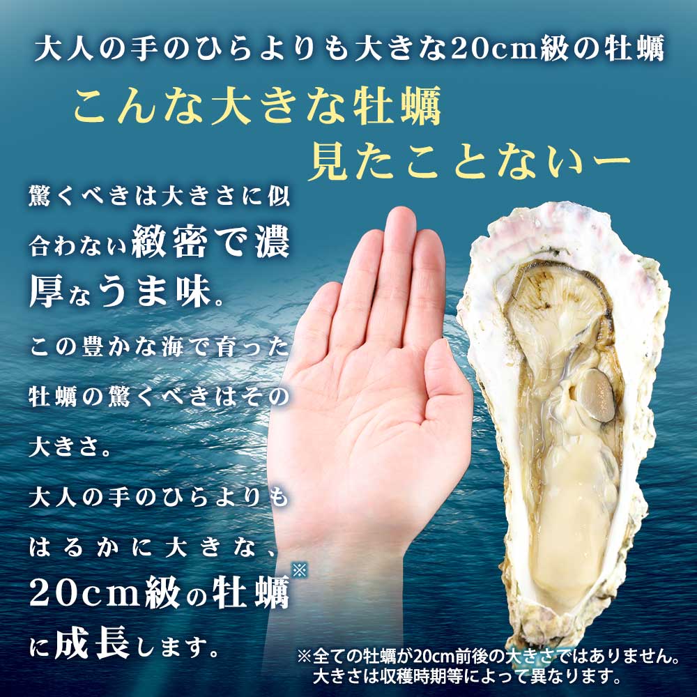 大人の手のひらより大きな20cm級の牡蠣ですが緻密で濃厚なうま味があります。