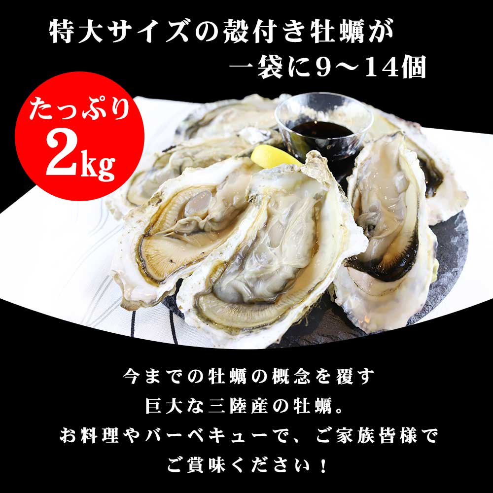 特大サイズの殻付き牡蠣がたっぷり2kg、1袋に9~14個、巨大な三陸産の牡蠣をご家族皆様でご賞味下さい。