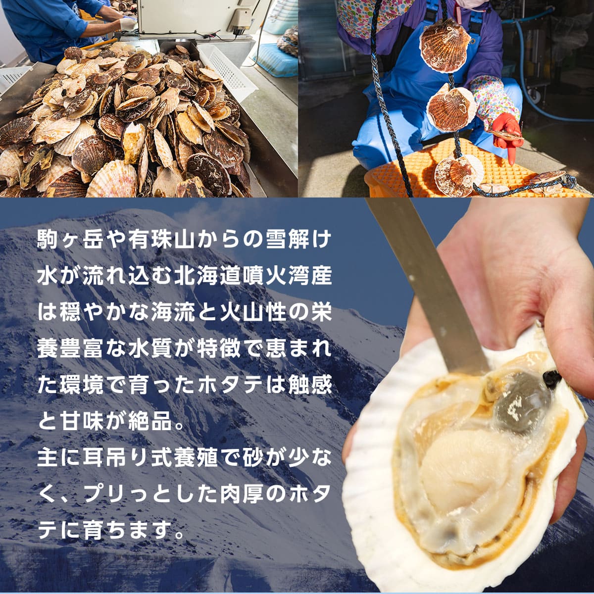 北海道噴火湾産 訳あり不揃いボイルホタテ 1kg（WEB限定）