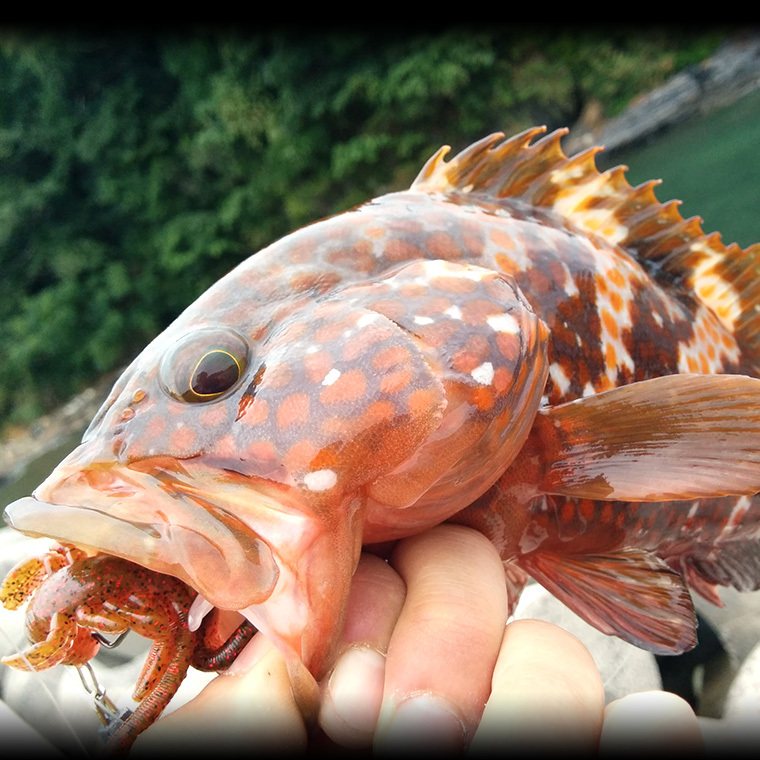 幻の高級魚 きじはたは関西ではアコウ 長崎や福岡ではアカアラ 山陰では赤水と呼ばれています