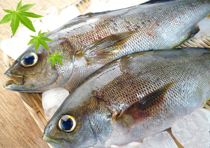 壱岐 長崎 1本釣り 天然いさき 1kg（2-3匹）