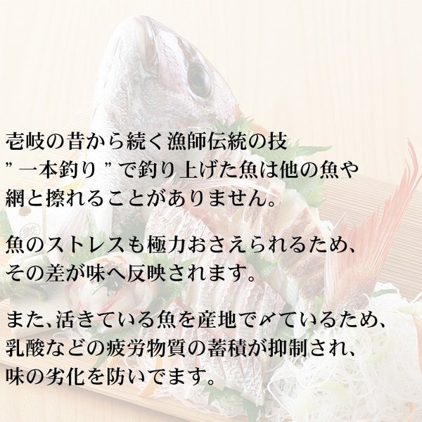 一本釣りだから、他の魚や網と擦れない。魚を山地で〆ているため、味の劣化を防ぐ