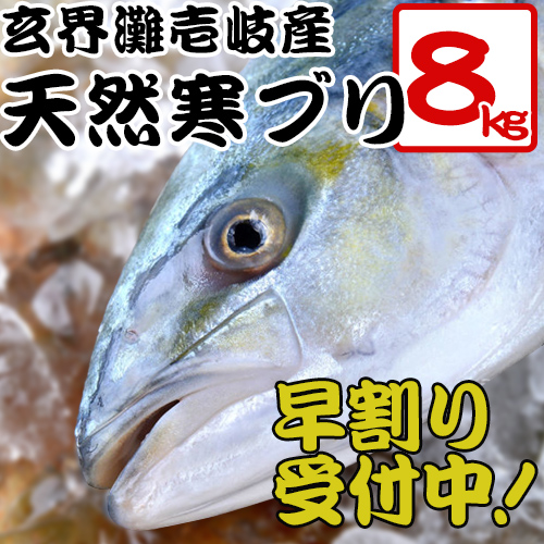 H 年末早割予約受付中 玄界灘壱岐産天然寒ブリ8キロサイズ  1本釣り 天然寒ぶり 1本もの 丸もの 送料込（北海道・沖縄は別途送料）