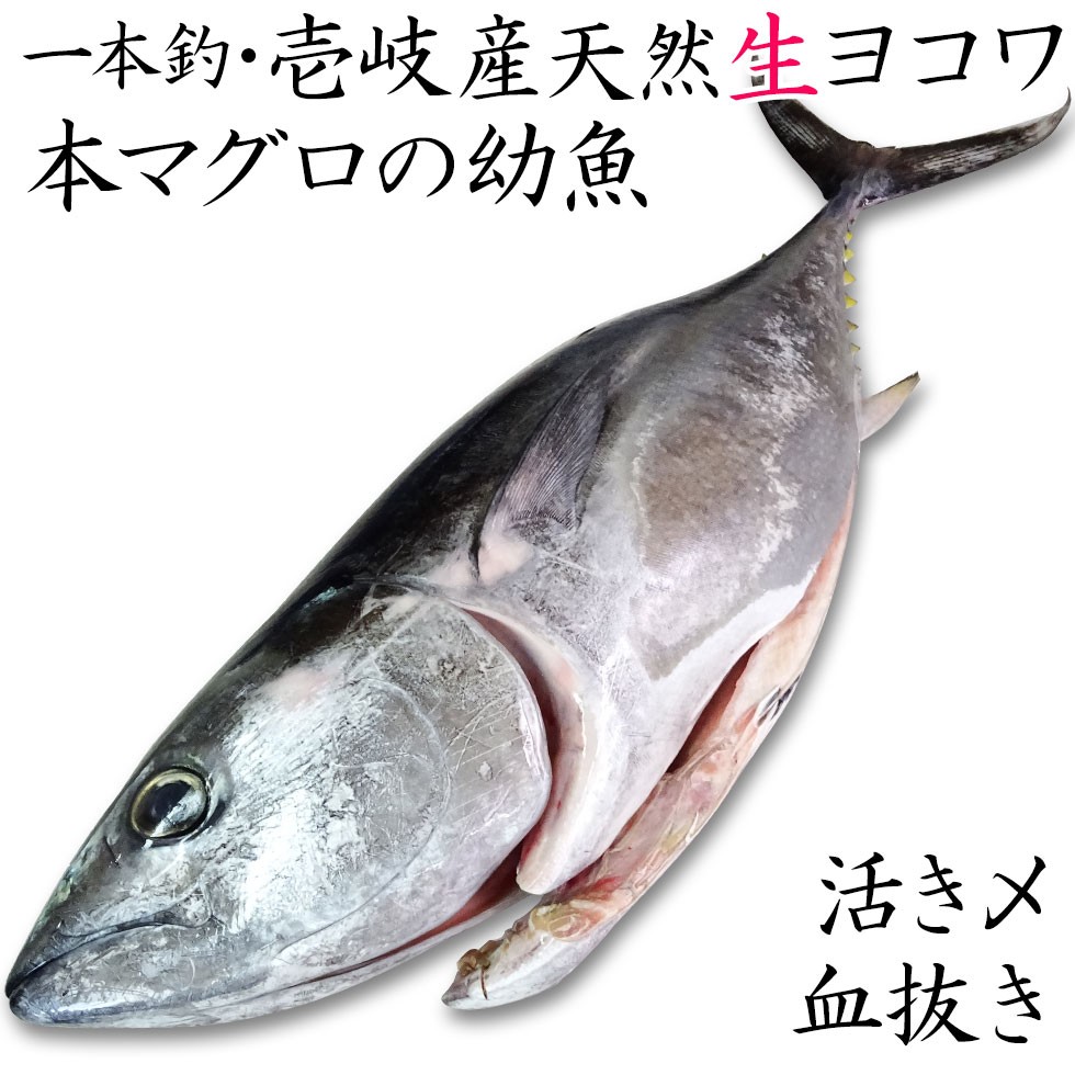 H 長崎県 壱岐産 天然 ヨコワ 8キロ 鮮魚 1本釣り メジマグロ 本マグロ クロマグロ ホンヨコ 本メジ まぐろ 鮪 生 8kg前後 まるごと Maguro 8k 壱岐 長崎うまかもん屋 Yahoo店 通販 Yahoo ショッピング