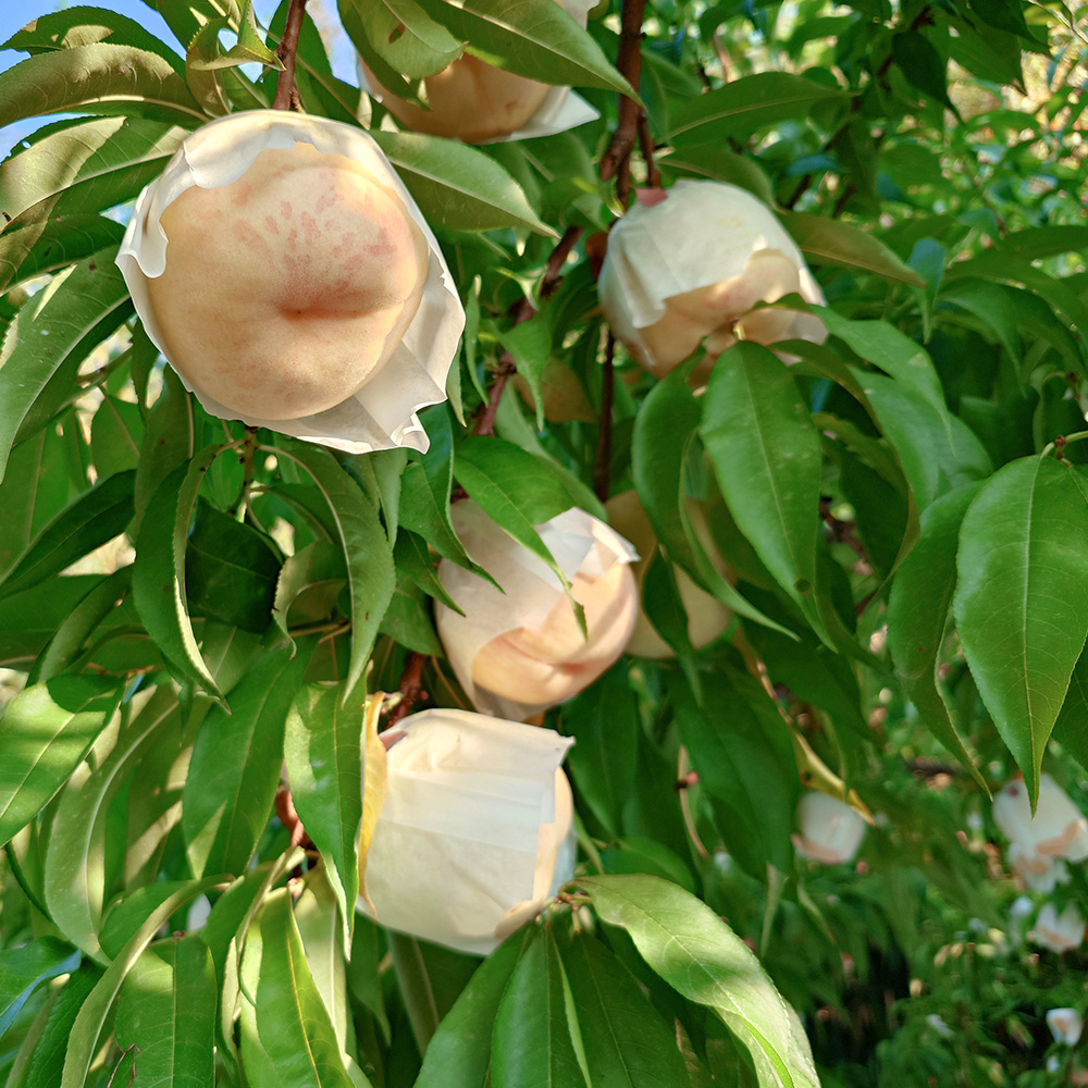 桃 もも モモ 白桃 福島県産 CX（シーエックス）白桃 秀品 約2kg(約6