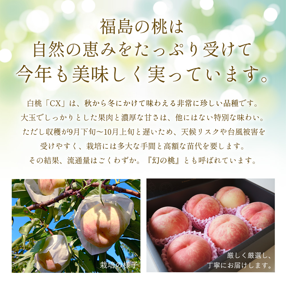 白桃 モモ 白桃 さくら白桃 苗 販売 苗木部 By 花ひろばオンライン