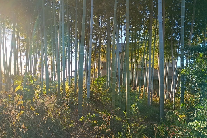 梅鉢ショップ ロゴ