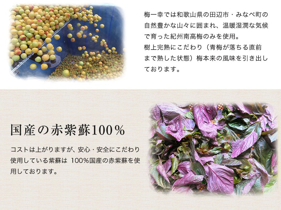 梅干し しそ梅干し 塩分8% 1.6kg(400g×4) うめぼし 紀州南高梅 しそ