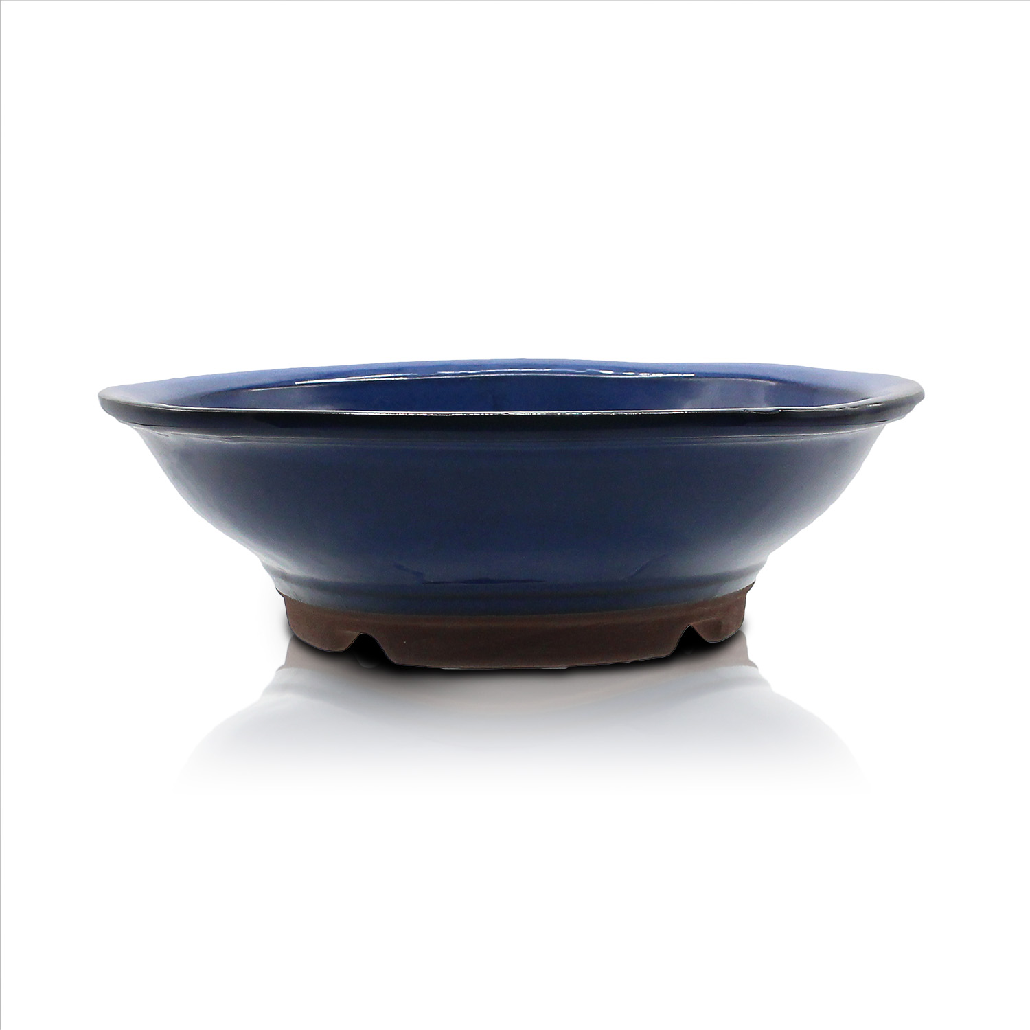 黒竹 約1.3メートル 青い陶器の鉢 黒竹（植木鉢、プランター）｜園芸用品 | 花、ガーデニング のおすすめ