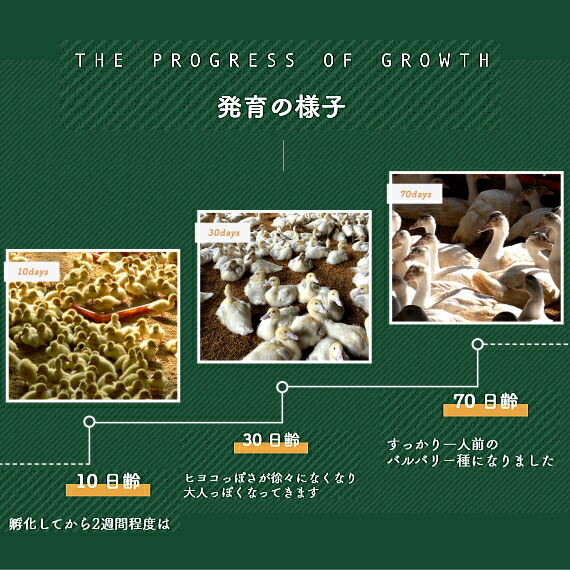 発育の様子