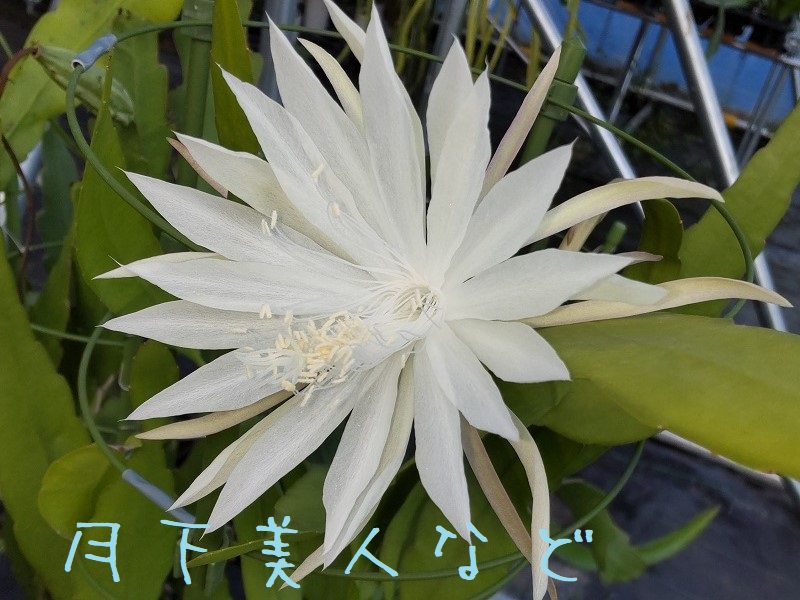 月下美人など　Epiphyllum