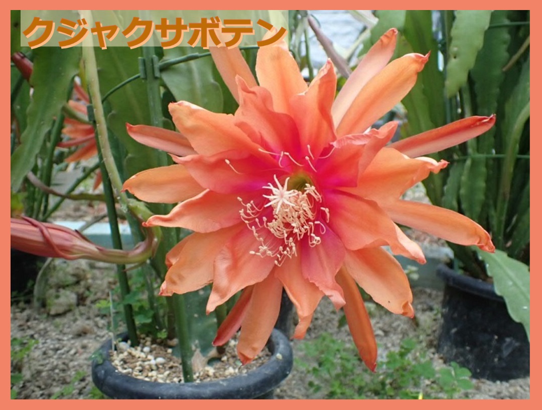 UMBER KELP - Yahoo!ショッピング