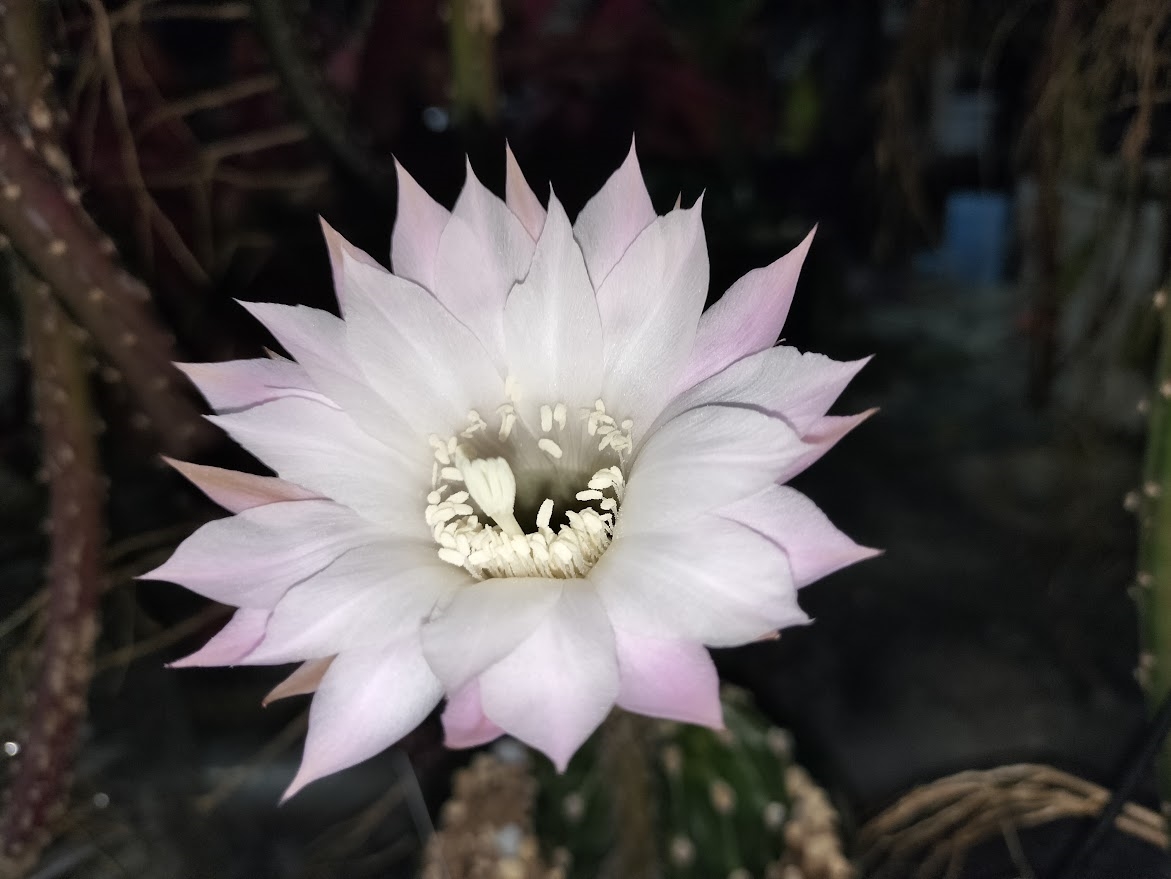 その他のサボテン、植物