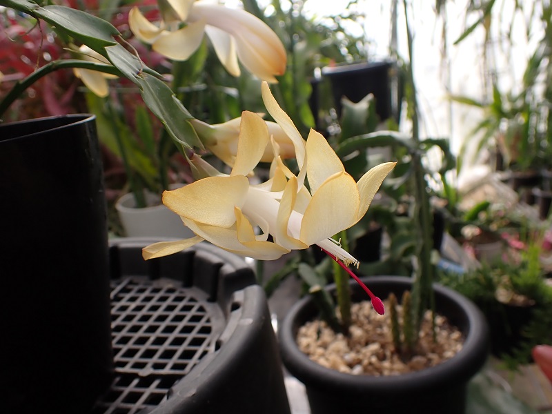 シャコバサボテン　Schlumbergera
