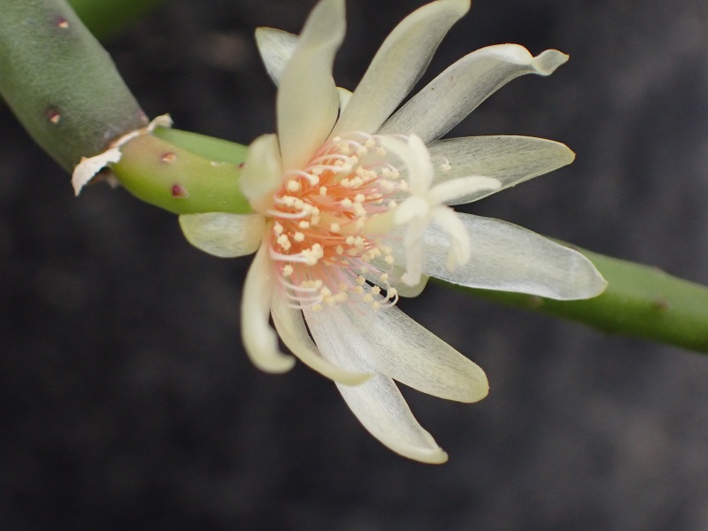 リプサリス　Rhipsalis　Lepismium
