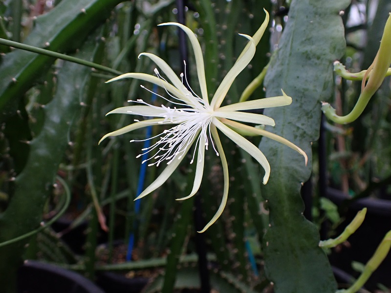ディソカクタス　Disocactus