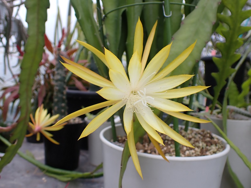 クジャクサボテン　Epiphyllum hybrid