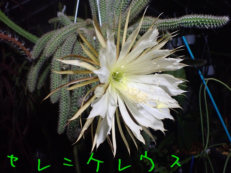 セレニケレウス　Selenicereus