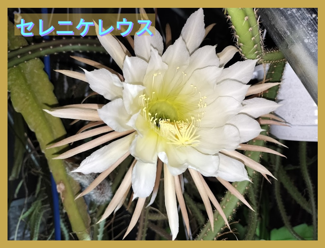 UMBER KELP - Yahoo!ショッピング