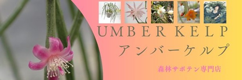 UMBER KELP ヘッダー画像