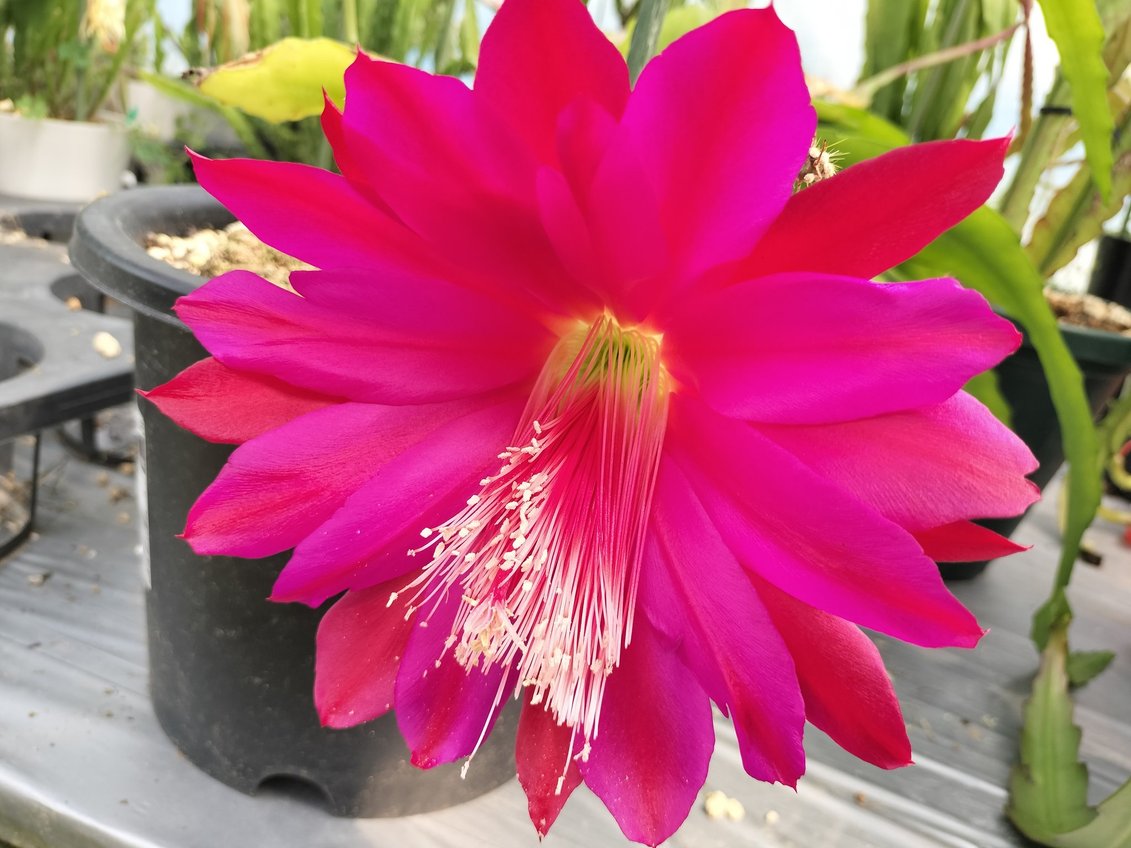 UMBER KELP - Yahoo!ショッピング