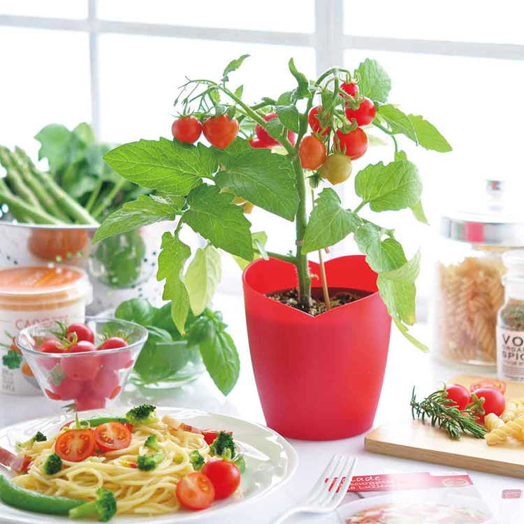 栽培キット栽培セットミニトマト聖新陶芸野菜ハートの実お料理インテリアSEISHINハートマト栽培キット 