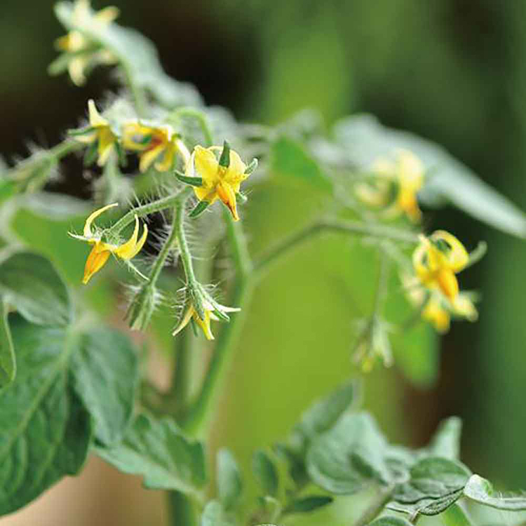 栽培キット栽培セットミニトマト聖新陶芸野菜ハートの実お料理インテリアSEISHINハートマト栽培キット 