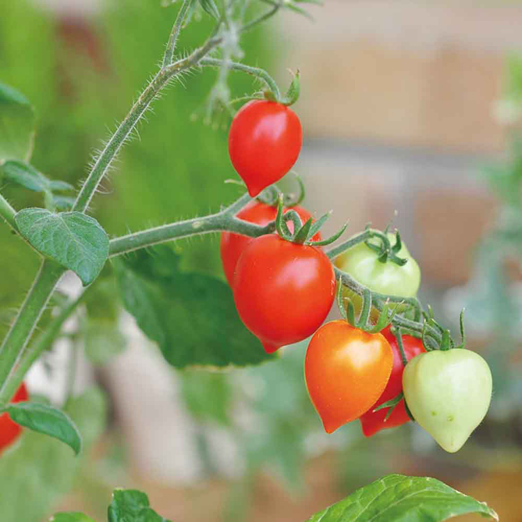 栽培キット栽培セットミニトマト聖新陶芸野菜ハートの実お料理インテリアSEISHINハートマト栽培キット 