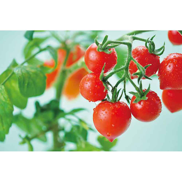 栽培キット栽培セットミニトマト聖新陶芸野菜ハートの実お料理インテリアSEISHINハートマト栽培キット 