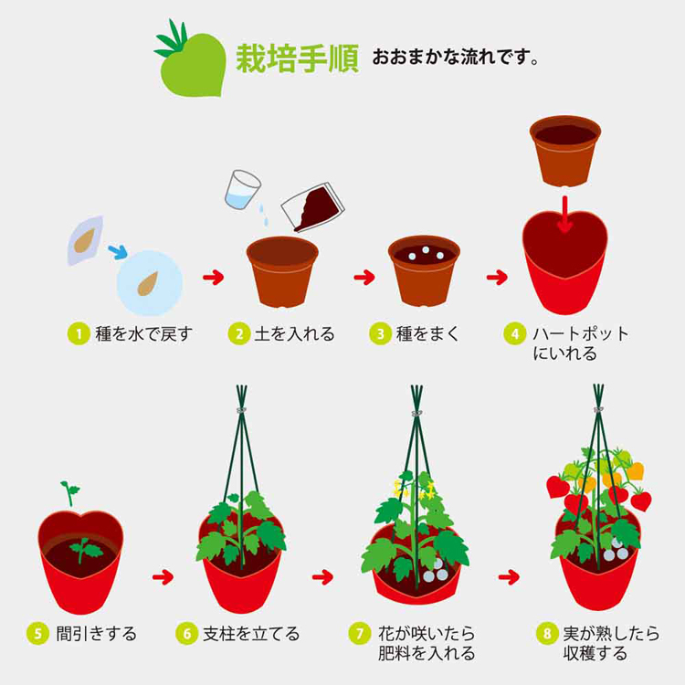 栽培キット栽培セットミニトマト聖新陶芸野菜ハートの実お料理インテリアSEISHINハートマト栽培キット 