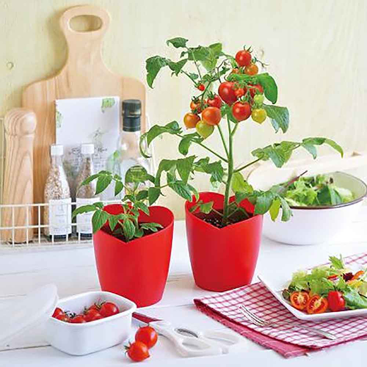 栽培キット栽培セットミニトマト聖新陶芸野菜ハートの実お料理インテリアSEISHINハートマト栽培キット 