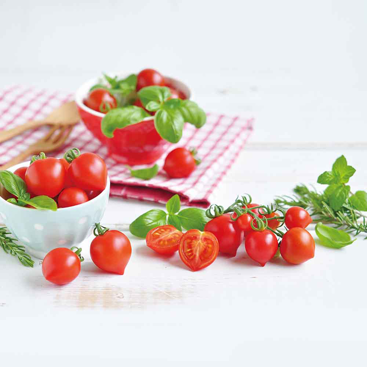 栽培キット栽培セットミニトマト聖新陶芸野菜ハートの実お料理インテリアSEISHINハートマト栽培キット 