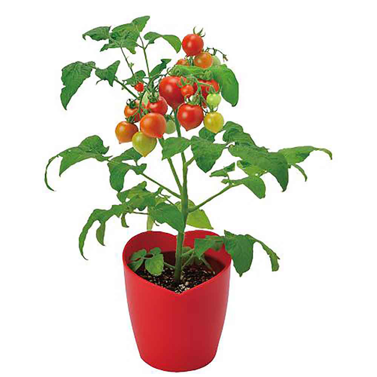 栽培キット栽培セットミニトマト聖新陶芸野菜ハートの実お料理インテリアSEISHINハートマト栽培キット 