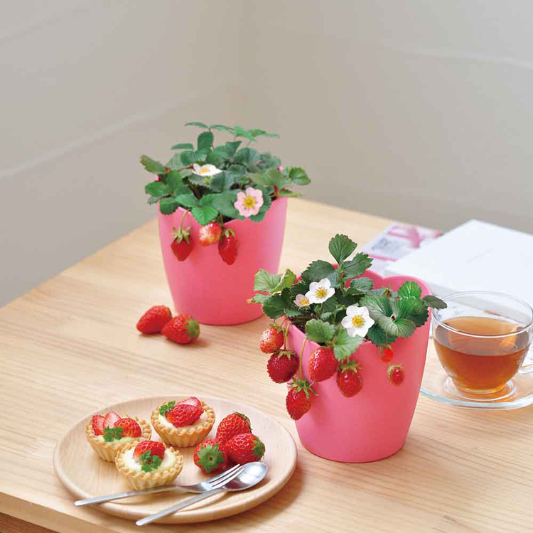 栽培キット栽培セットイチゴ聖新陶芸くだもの四季なりいちごSEISHINインテリアかわいい摘みたてイチゴ栽培セット 