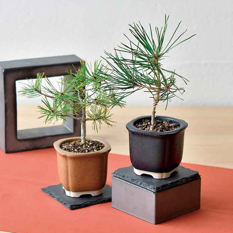 栽培キット栽培セット松まつ聖新陶芸陶器贈り物SEISHINギフトTheBONSAI栽培セット 