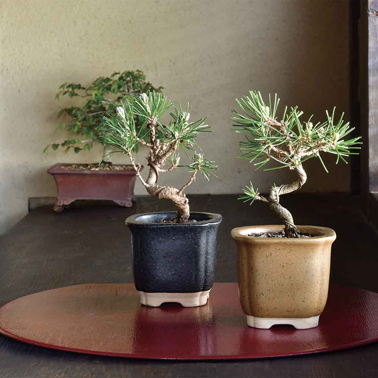 栽培キット栽培セット松まつ聖新陶芸陶器贈り物SEISHINギフトTheBONSAI栽培セット 