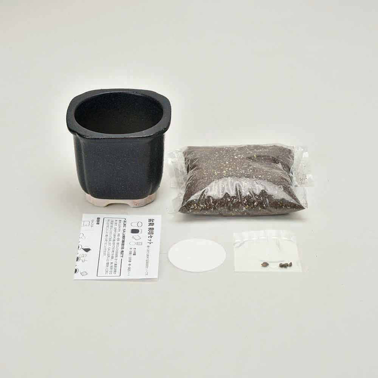 栽培キット栽培セット松まつ聖新陶芸陶器贈り物SEISHINギフトTheBONSAI栽培セット 