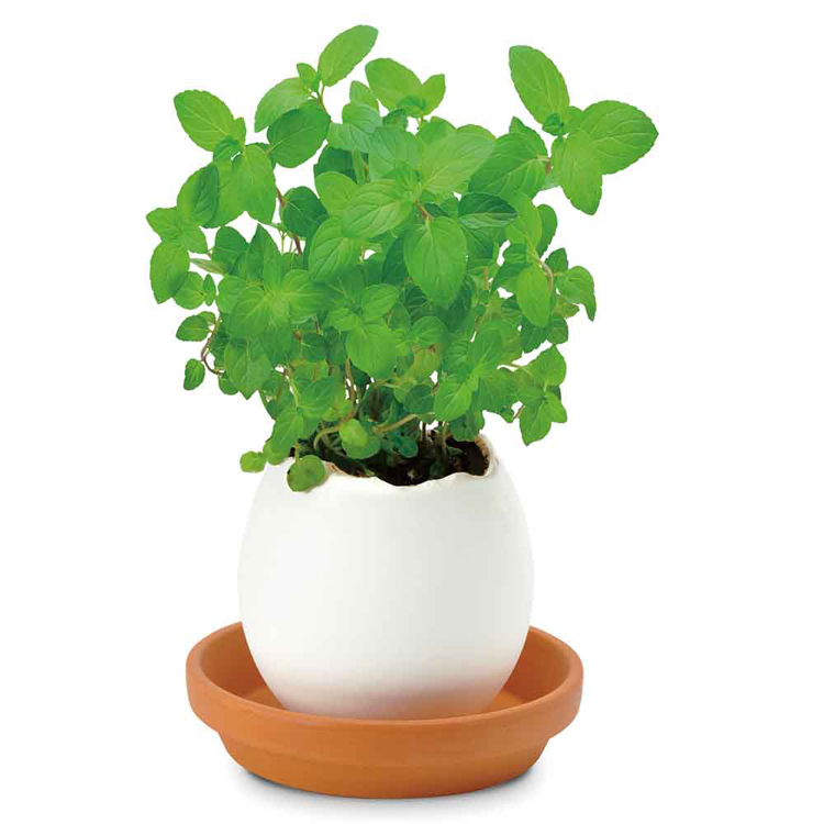 栽培キット栽培セットたまご型ポット聖新陶芸SEISHIN種から育てるegglingecoギフトエッグリングエコ 