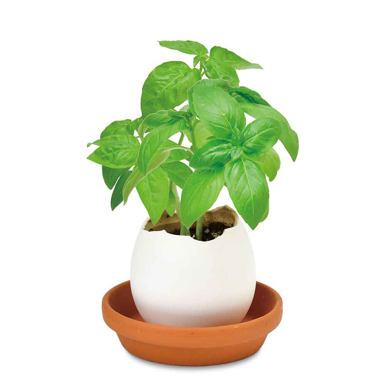 栽培キット栽培セットたまご型ポット聖新陶芸SEISHIN種から育てるegglingecoギフトエッグリングエコ 