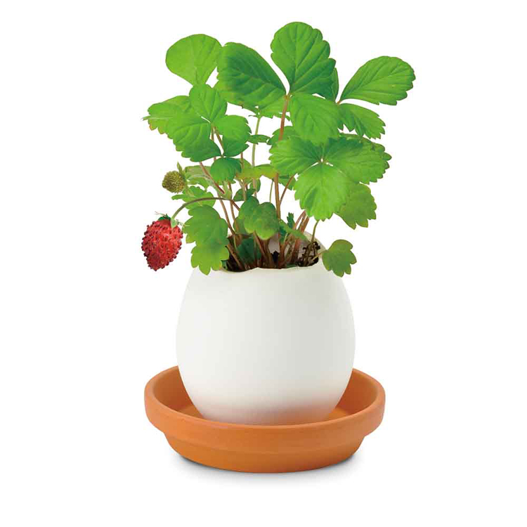 栽培キット栽培セットたまご型ポット聖新陶芸SEISHIN種から育てるegglingecoギフトエッグリングエコ 