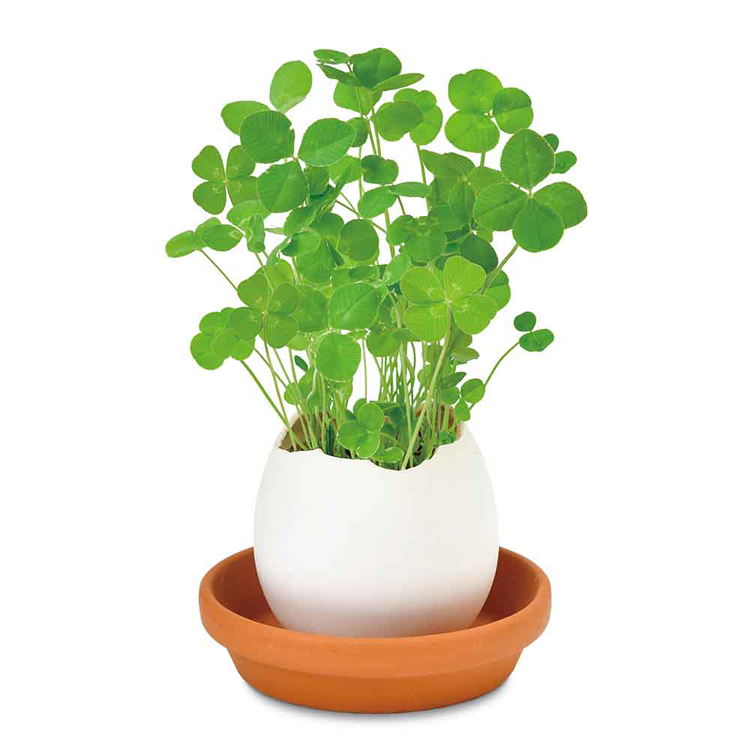 栽培キット栽培セットたまご型ポット聖新陶芸SEISHIN種から育てるegglingecoギフトエッグリングエコ 