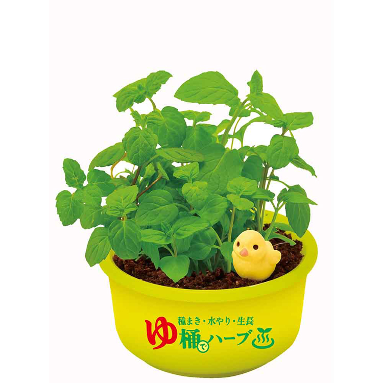 栽培キット 栽培セット ハーブ 聖新陶芸 SEISHIN ミニ湯桶 あひる