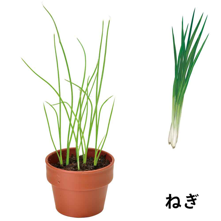 栽培キット栽培セット薬味聖新陶芸SEISHINやくみ青じそ三つ葉ねぎわさび菜鷹の爪ランダム育てるカプセル薬味 