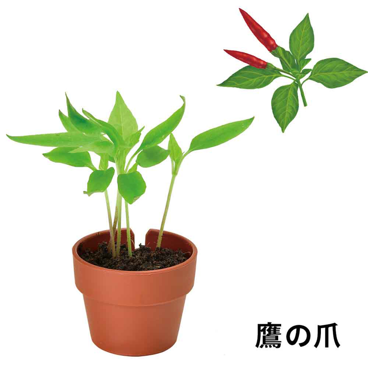 栽培キット栽培セット薬味聖新陶芸SEISHINやくみ青じそ三つ葉ねぎわさび菜鷹の爪ランダム育てるカプセル薬味 