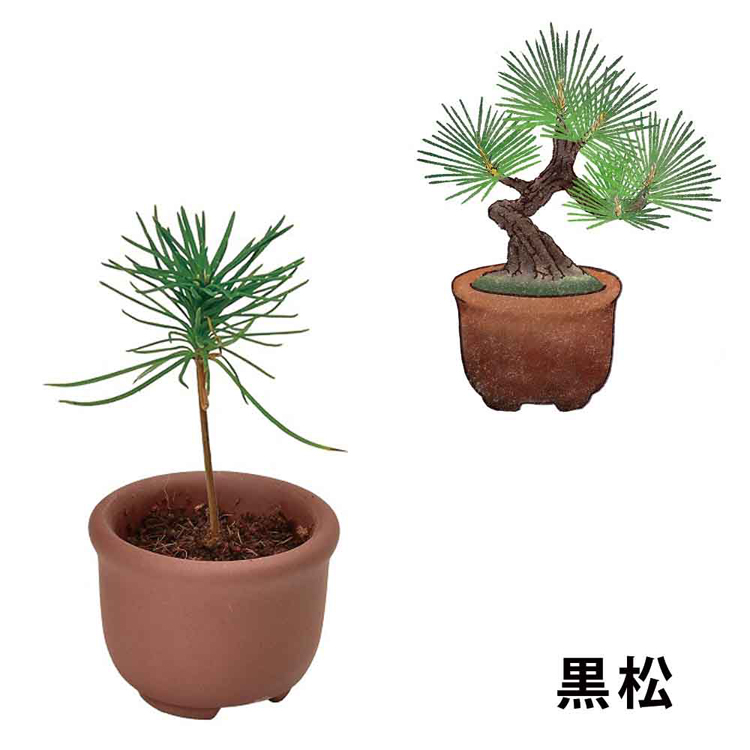 栽培キット 栽培セット 盆栽 聖新陶芸 SEISHIN ミニ盆栽 BONSAI ガチャ