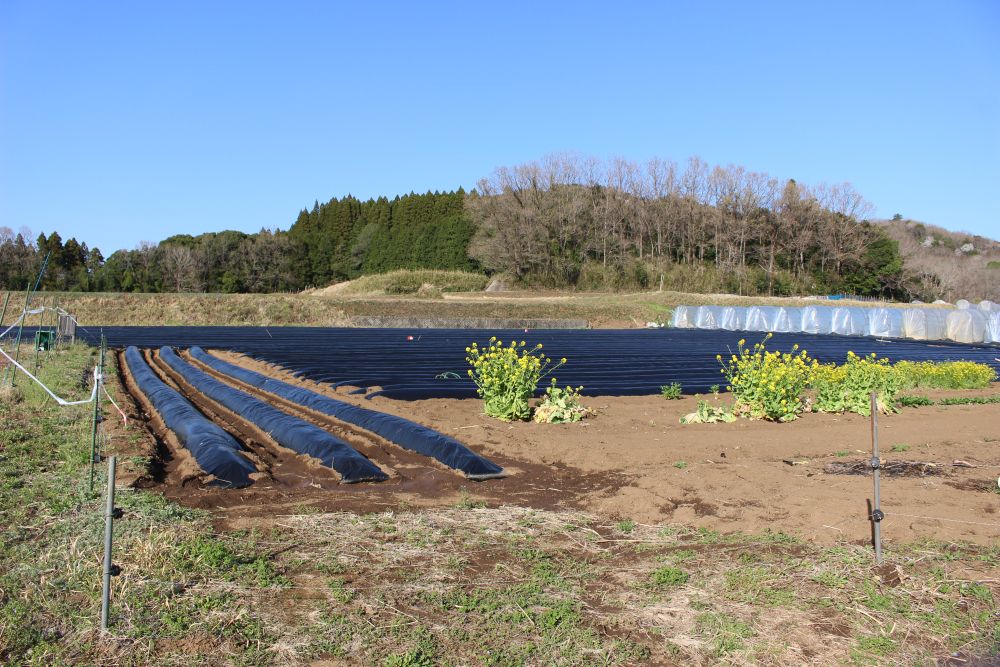 甘太くん 紅はるか べにはるか さつまいも 甘藷 大分県 臼杵市 野津町 吉四六の里