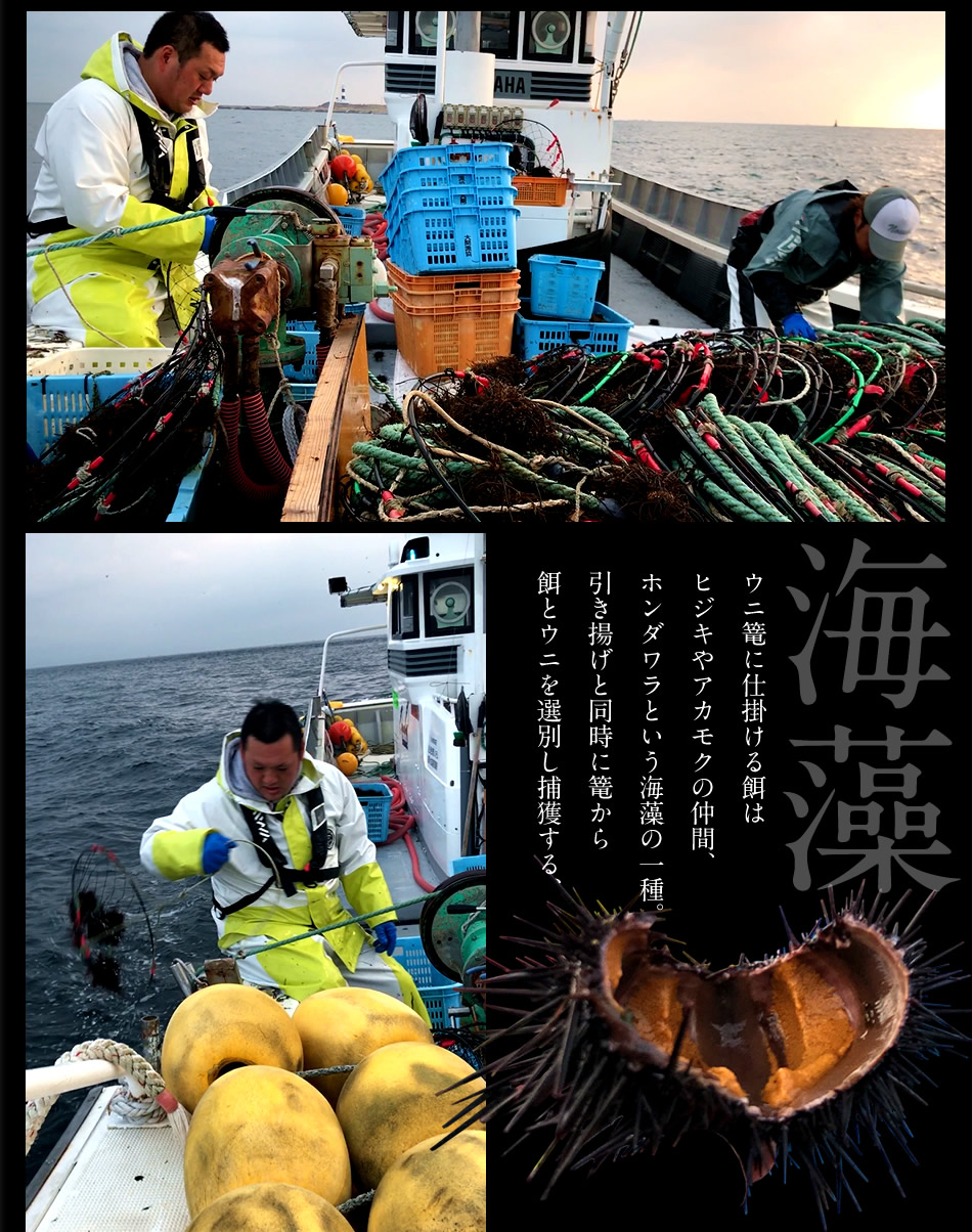 うに 生うに180g×3個 漁師の生ウニ 瓶詰め 大容量 ワンカップ 青森県産 津軽海峡 大間 旬鮮キタムラサキウニ ビンづめ［お歳暮ギフト2024  海鮮］ : uni-n180g3 : 大間まぐろ直売所 魚忠 - 通販 - Yahoo!ショッピング