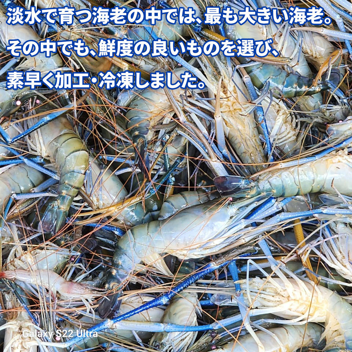 どすこい海老